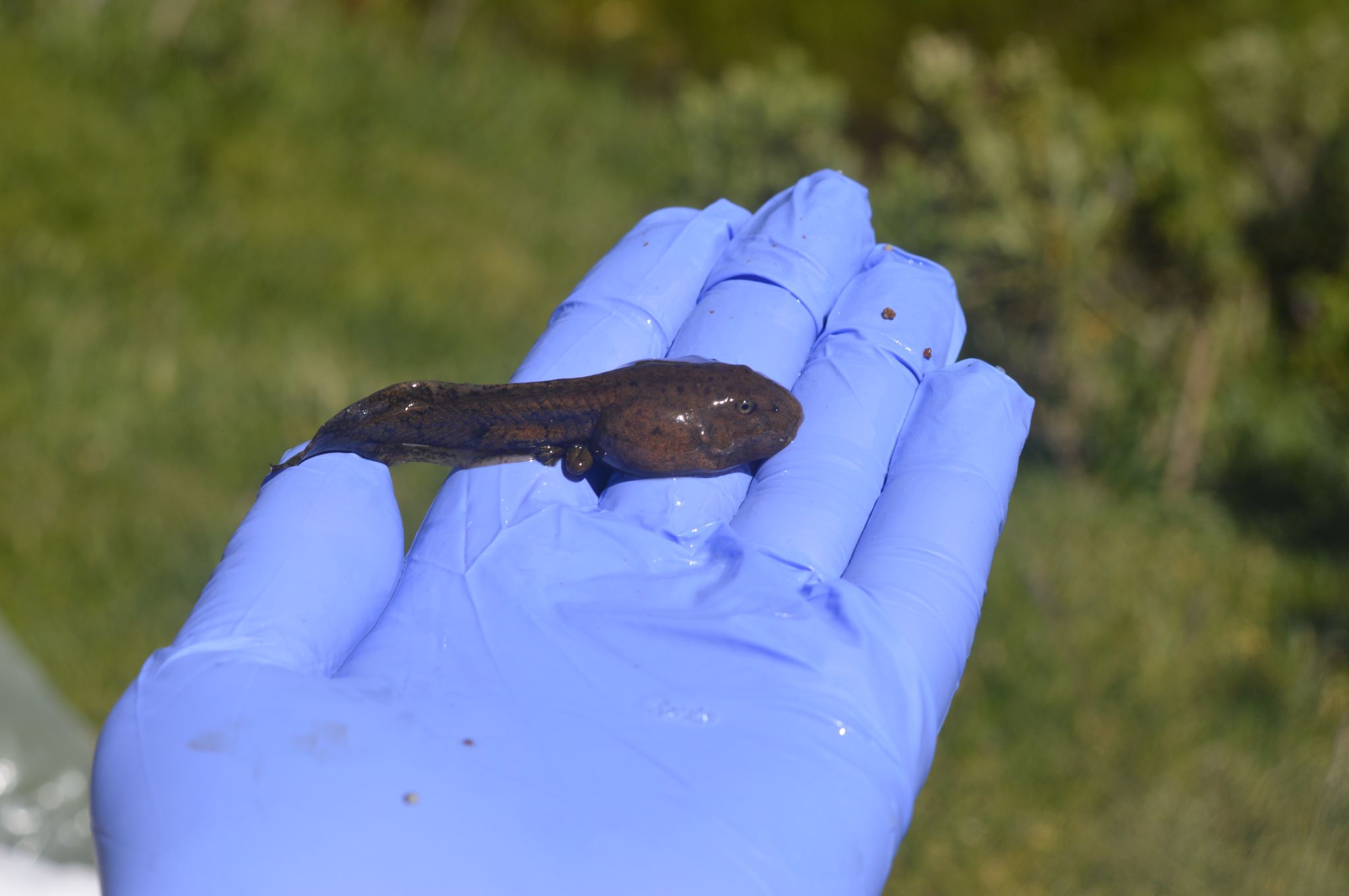 Larvae of Alsodes pehuenche VC